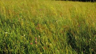 Güzel mor kır çiçekleri ve yeşil çimenler sıcak altın saat, doğa arka planı konsepti. Gün batımında ya da gün doğumunda parktaki yaz tarlasını kapatın. Rüzgâr çimleri sallıyor.