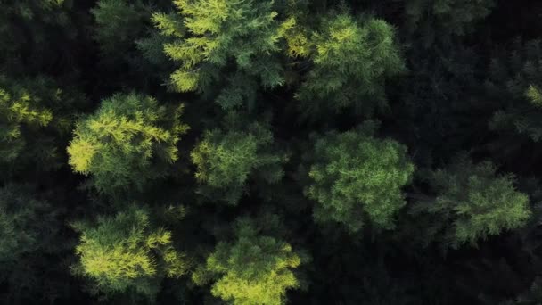 Letecký Pohled Shora Dolů Majestátní Smrkový Les Teplé Zlaté Hodině — Stock video