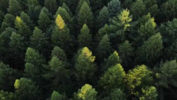 Удивительные Вдохновляющие Эпические Кадры Беспилотников Изображающие Вершины Зеленых Хвойных Деревьев — стоковое видео