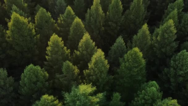Úžasná Velkolepá Zelená Lesní Scenérie Při Západu Slunce Pohybu Helikoptéry — Stock video