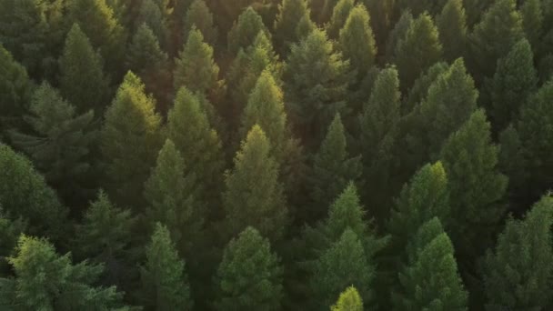 Inspirational Aerial View Majestic Spruce Forest Warm Golden Hour Drone — Stock Video
