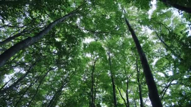 午後の日差しのある木の緑の葉の底からの眺め 暖かい太陽が枝を通って分裂する 大きな緑の木で雄大なブナの森を歩いています サマーコンセプト — ストック動画