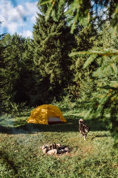 暖かいキャンプファイヤーと穏やかな朝に雄大な緑の森の近くに美しい犬の垂直画像 日の出の間にキャンプと自然 アクティブライフスタイルと動物コンセプト トレンドバケーションの目的地 — ストック写真