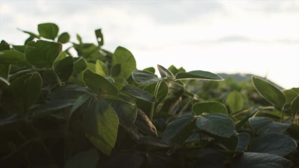在阳光明媚的夏日 绿叶大豆幼苗的茎在背景天空的田里生长 树叶向太阳伸展 有机耕作 大豆蔬菜健康食品农业 慢动作 — 图库视频影像