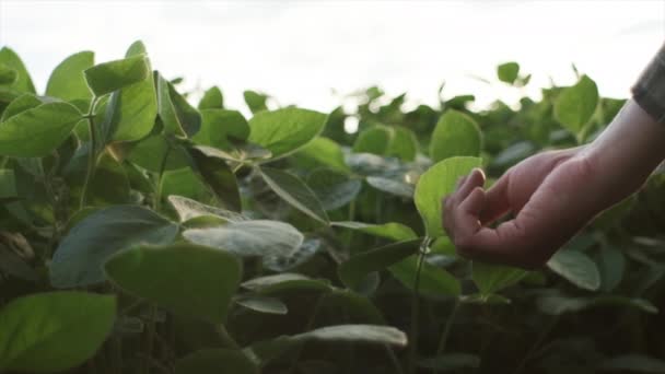 Близько Невідомого Молодого Фермера Який Вивчає Листя Сої Культивованому Полі — стокове відео