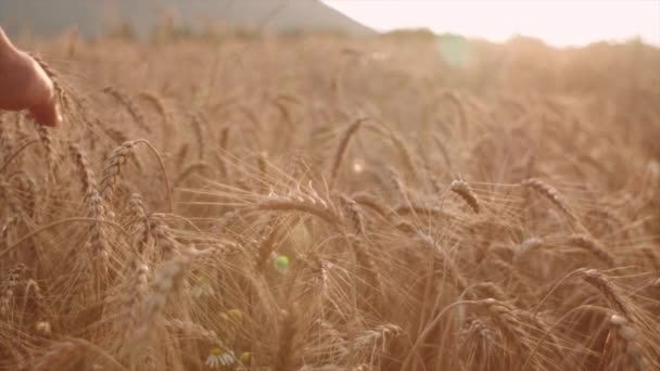 農家の手の選択的な焦点は暖かい日光で野外で若い小麦に優しく触れます 労働者の男性は作物に触れ 夏の間に芽をチェックし 栽培された生態系を保護します 自然農業コンセプト — ストック動画
