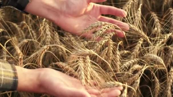 Detailní Pohled Shora Mužské Ruce Dotýkající Krásných Pšeničných Rostlin Při — Stock video