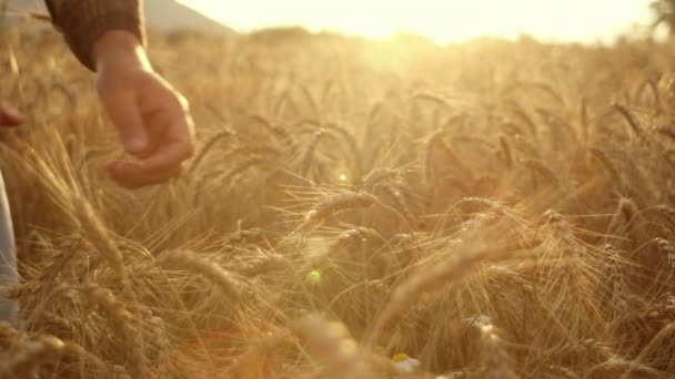 在令人惊奇的落日中 农民农学家在田里触摸成熟的麦穗 将麦穗与谷粒分开 以检查成熟情况 男工在农场工作 粮食生产 农产企业 — 图库视频影像