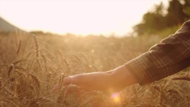 Neznámý Mladý Běloch Kontroluje Kvalitní Pšeničné Hřeby Během Krásného Teplého — Stock video