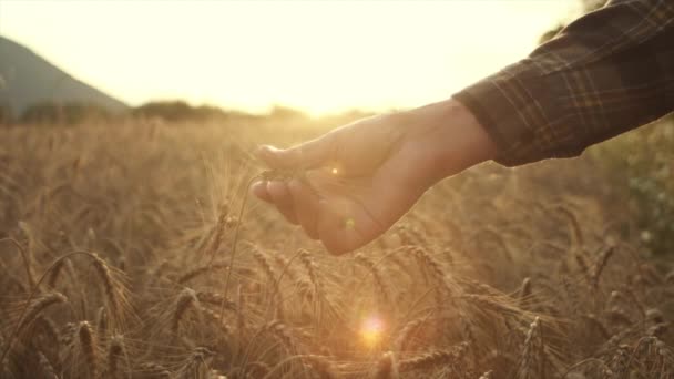 未知の農民アグロノミストは 日没時に熟成を確認するために穀物の上にそれを分離するフィールド上の熟した小麦の耳に触れます 男性は農場で働いている 食糧生産 農業について — ストック動画