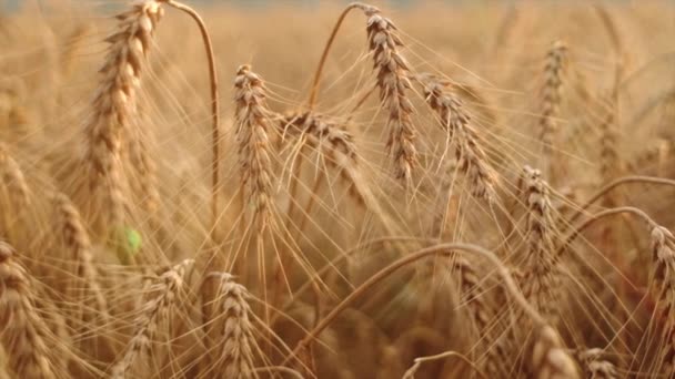 日没時に美しい小麦畑を閉じました 日光で黄金の小麦の耳 日が昇る農村のシーン 農業の風景の耳を熟した夏の背景 天然の収穫と製品について — ストック動画