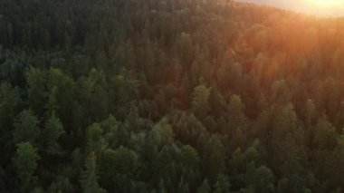 Sıcak günbatımında ya da gündoğumunda hava ormanı manzarası. Yazın güneş ışığında görkemli yaprak döken yeşil ve ladin ağaçları. Park rezervasyonu. Doğa manzarası. İlham meditasyonu