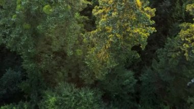 Akşam vakti görkemli yeşil ormanın insansız hava aracı görüntüsü. Hava aracı günbatımında ya da gün doğumunda ağaçların tepesinde uçuyor. Dallar ve yapraklar rüzgarda özgürce hareket eder. Doğa arkaplanı