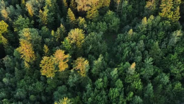 Vista Aérea Incrível Drone Bela Floresta Verão Luz Pôr Sol — Vídeo de Stock