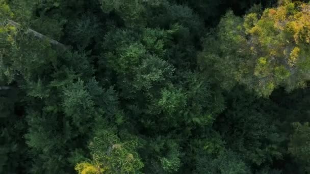 Krásné Lesy Shora Majestátní Zelené Stromy Letecké Záběry Udržitelná Země — Stock video