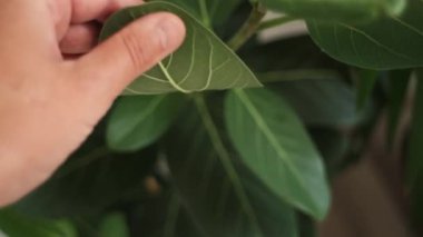 Kimliği belirsiz genç adam yaprakları kontrol ediyor, bahçe işçisi yeşillikleri inceliyor. Küçük bir dükkanda çalışan botanikçi, bitkilerle, yeşillik kalite kontrolüyle ve bahçıvanlıkla ilgileniyor. Bahçe kavramı