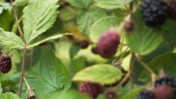 在茂密的灌木丛中 黑莓成熟了 红色和黑色的森林浆果 美丽的新鲜黑莓生长在准备收割的花园里 自然和粮食概念 有选择的重点 — 图库视频影像