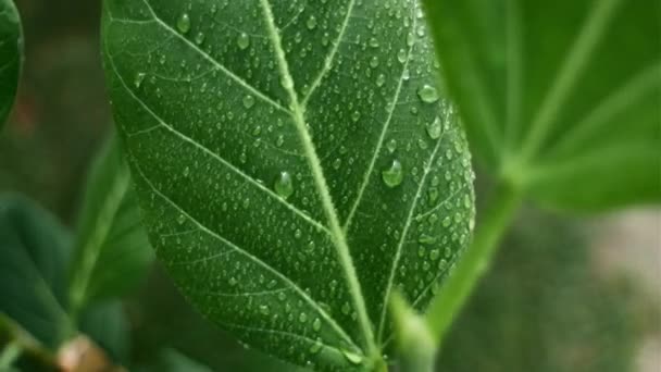 Großaufnahme Großer Schöner Tropfen Transparenten Regenwassers Auf Grünen Pflanzen Tautropfen — Stockvideo