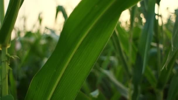 Selectieve Focus Van Landbouw Irrigatie Maïs Groene Spruiten Maïsbladeren Bij — Stockvideo