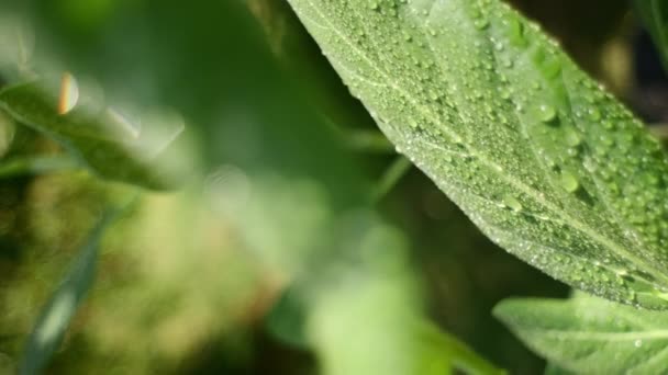 Vertikale Aufnahmen Großer Schöner Tropfen Transparenten Regenwassers Auf Grünen Pflanzen — Stockvideo