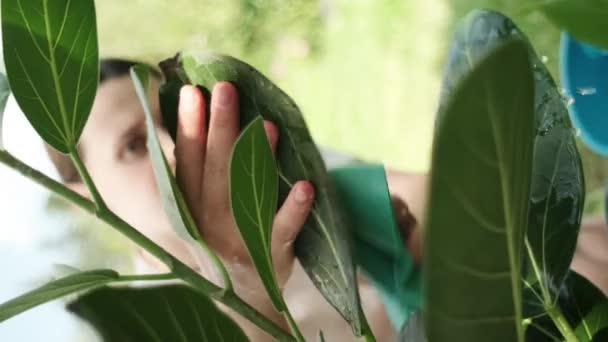 年轻女子手持植物叶子的垂直镜头 用织物在舒适的家花园里洗盆子里的叶子 美化家庭生活的概念 家庭照顾植物的概念 — 图库视频影像