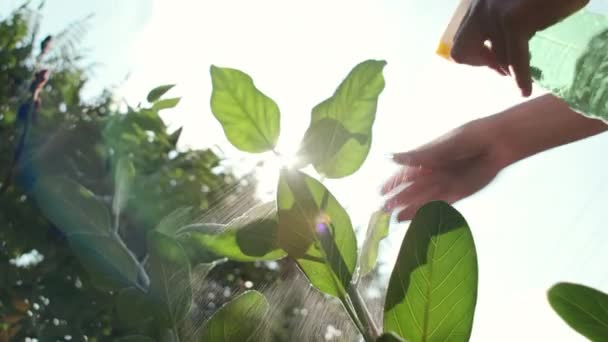 Yazın Güneşli Bir Günde Sprey Şişe Sulama Bakım Bitkileri Kullanan — Stok video