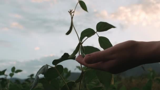 Żeńskie Dłonie Dotykające Łodyg Młodych Roślin Soi Zielonymi Liśćmi Rosną — Wideo stockowe