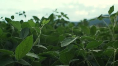 Yeşil yapraklı genç soya fasulyesi kökleri güneşli yaz gününde arka planda gökyüzünde yetişir. Yapraklar güneşe doğru uzanıyor. Organik tarım. Soya sebzesi sağlıklı gıda tarımı