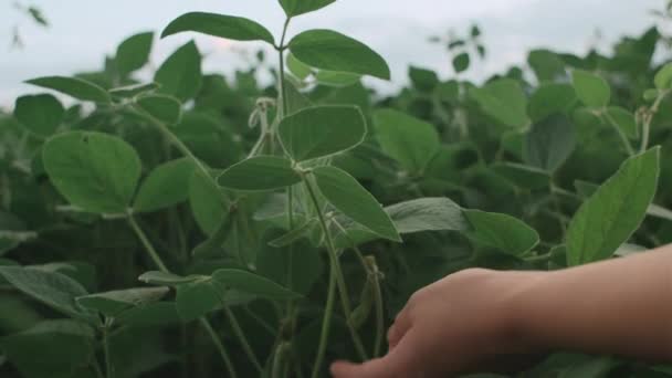 栽培された畑で大豆の作物の葉を調べる未知の若い女性農夫の近くに 日没に緑の植物に触れる女性手 農業環境保護について オーガニック農業コンセプト — ストック動画