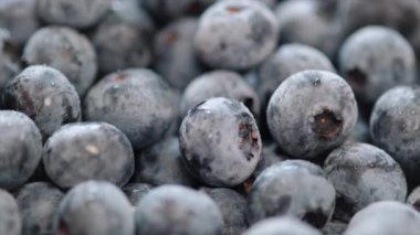 Lezzetli meyve toplama zamanı. Çiğ yaban mersinli su damlalarını kapatın. Taze, sulu dut arkaplanı. Beslenme için yiyecek, tıbbi bitki. Damlacıklı gerçekçi vitamin besinleri