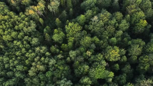 日没または日の出の光で壮大な夏の森の航空無人機の映像 静かなコンセプトをリラックス 希望の夢を見る 緑と永遠の緑の木 健康で新鮮な空気のための屋外のライフスタイル — ストック動画