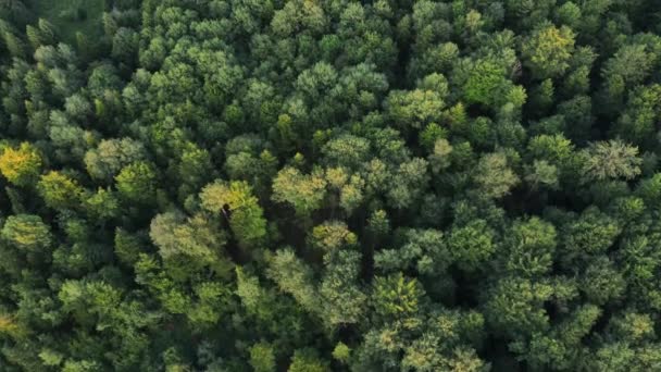 Вид Воздуха Величественный Красивый Зеленый Лес Солнечном Свете Выделяются Вершины — стоковое видео