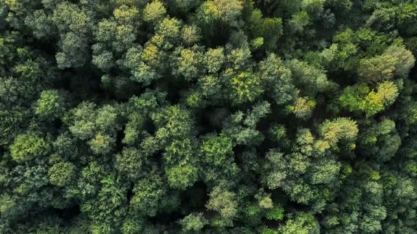 Величественные Зеленые Деревья Воздушный Выстрел Устойчивая Земля Левитация Левитацией Диких — стоковое видео