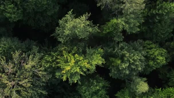 Imágenes Aéreas Drones Del Majestuoso Bosque Verde Bajo Cálida Luz — Vídeos de Stock