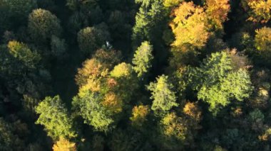 Gün batımında güzel bir sonbahar ormanının muhteşem hava aracı görüntüsü. Açık fikirli. Rahatlatıcı sessiz konsept. Umut rüyaları. Dökülen yapraklar ve yemyeşil ağaçlar. Açık hava yaşam tarzı sağlıklı ve temiz hava için.
