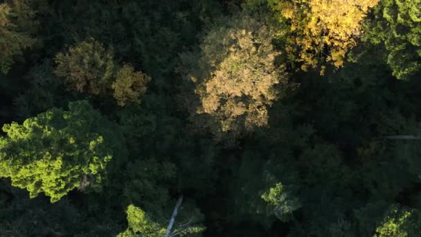 Ранняя Теплая Осень Изумительном Лесном Пейзаже Смешанные Леса Зеленые Хвойные — стоковое видео