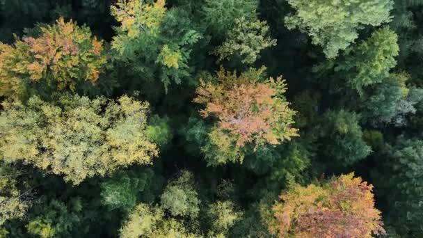 Вид Воздушный Лес Время Теплого Осеннего Заката Восхода Солнца Величественные — стоковое видео