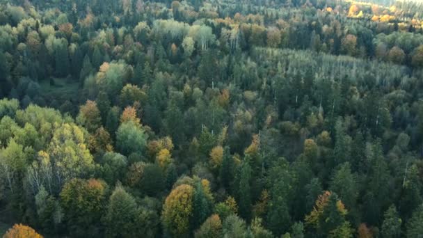 Imagens Aéreas Incríveis Drone Bela Floresta Outono Luz Pôr Sol — Vídeo de Stock