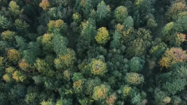 Воздушный Беспилотник Вид Величественного Красивого Осеннего Красочного Леса Вечернее Золотое — стоковое видео