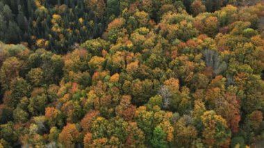 Güzel, sakin, renkli sonbahar ormanının insansız hava aracı görüntüsü. Açık fikirli. Rahatlatıcı sessiz konsept. Umut rüyaları. Dökülen yapraklar ve yemyeşil ağaçlar. Açık hava yaşam tarzı sağlıklı ve temiz hava için.