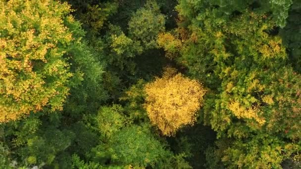 Nsansız Hava Aracı Güzel Bir Sonbahar Ormanının Üzerinde Uçuyor Kırmızı — Stok video