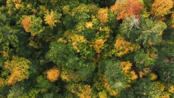 Inspiratie Luchtfoto Drone Beelden Van Verbazingwekkende Kleurrijke Herfst Bos Open — Stockvideo