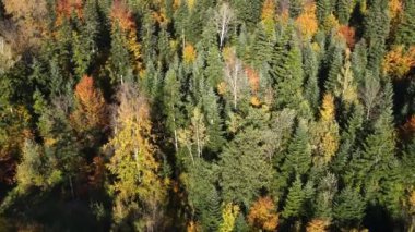 Hava aracı güneşli bir günde görkemli ormanın üzerinde uçuyor. Muhteşem manzara, muhteşem sonbahar zamanı güzel ormanların üzerinde uçmak, sinematik doğa ormanları. Dallar ve yapraklar rüzgarda özgürce hareket eder