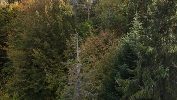 Удивительный Вид Дрона Красивый Осенний Лес Теплом Солнечном Свете Расслабляющая — стоковое видео