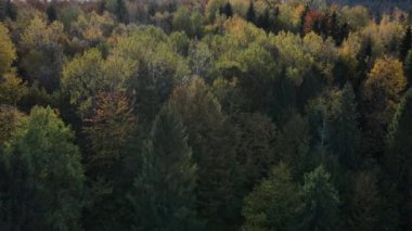 Hava aracı güneşli bir günde görkemli ormanı görüyor. Muhteşem manzara, muhteşem sonbahar zamanı güzel ormanların üzerinde uçmak, sinematik doğa ormanları. Dallar ve yapraklar rüzgarda özgürce hareket eder