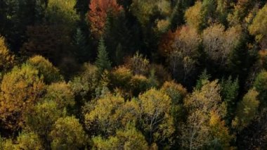 Sonbahar güneşli bir günde güzel renkli ağaçların hava manzarası. Ladin kozalaklarının ve çeşitli yaprak döken ağaçların üzerinde uçan drone çekimi, doğal arka plan görüntüleri. Açık hava kamp yaşam tarzı, seyahat