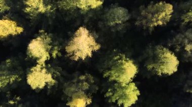 Sonbahar günündeki orman manzarası. Vahşi hayatı ve doğayı kavrayın. Hareket yolculuğu helikopterinin günbatımında muhteşem ve görkemli bir orman manzarası. Vahşi doğada büyük çam ağaçları ve köknar.