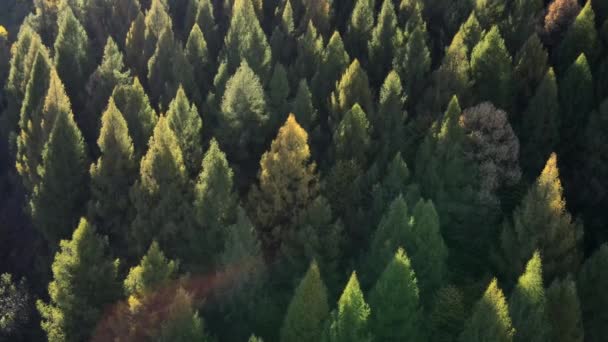 Luchtdrone Uitzicht Verbazingwekkend Herfstbos Bij Zonsondergang Zonsopgang Licht Ontspannende Stille — Stockvideo