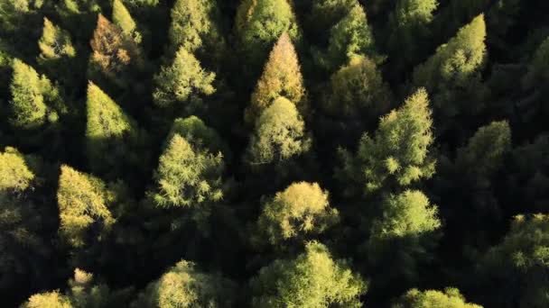日没の光の中で素晴らしい秋の森の空中ドローンビュー 静かなコンセプトをリラックス 希望の夢を見る カラフルな落葉樹と常緑樹 健康で新鮮な空気のための屋外のライフスタイル — ストック動画
