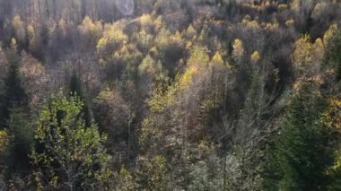 Güneşli bir günde harika bir sonbahar manzarası var. Doğada rengarenk bir doku. Ormanın üzerinden uçmak, doğal arka plan hareketi. İlham verici seyahat tutkusu konsepti